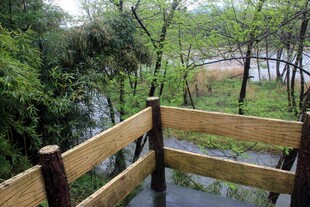 林间木质观景栈道景致