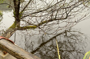 水边枯树与木质平台景象