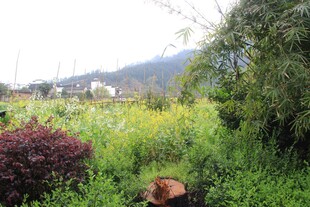 田园间的多彩绿植景观