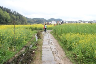 乡间小径漫步赏田园风光
