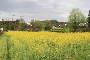 金黄油菜花田乡村美景