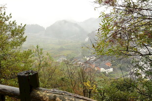 山间村落隐于绿树薄雾中