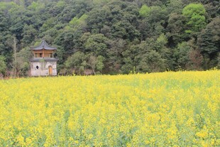 油菜花海中的古朴建筑