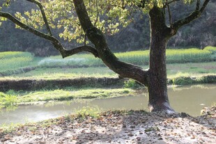 河畔孤树 静享田园风光