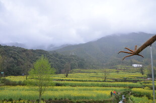 田园风光中的多彩田野