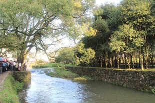 乡村河畔绿树成荫美景