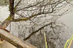 水边倾斜老树景象