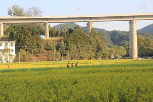 田野上的高架桥