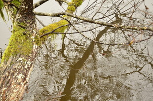 水中枯树倒影