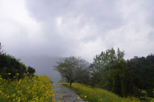 山间小径旁的烂漫黄花