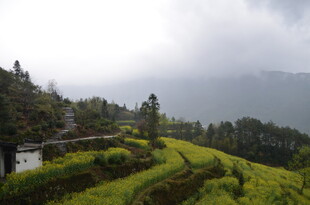 山间梯田美景 云雾缭绕