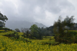 山间油菜花田云雾景致