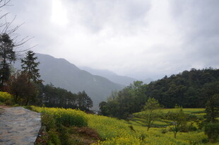 山间油菜田的朦胧景致
