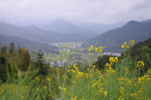 山间黄花盛放的美丽景致