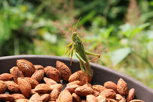 碗中杏仁上的绿色蚂蚱