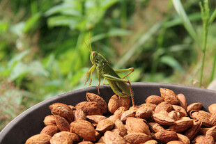 盘中坚果上的绿色蝗虫