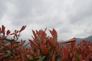 红叶植物与远山云雾景致