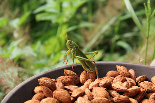 盘中蚱蜢与棕色颗粒物