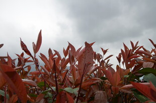 红叶在阴天下的美丽景致