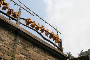 屋顶晾晒的金黄玉米