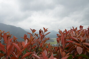 红叶绿植映衬远山云雾