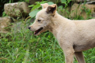 户外站立的浅色田园犬