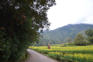 乡间小路旁的田野与远山