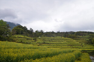 山间油菜梯田田园美景