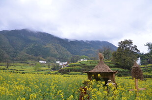 山间油菜花海中的小亭
