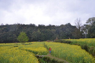 田园油菜花田中的漫步身影