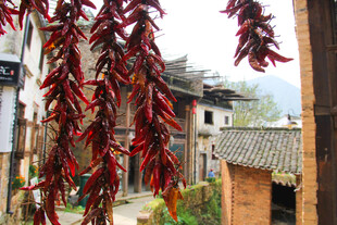 农家屋檐下晾晒的红辣椒