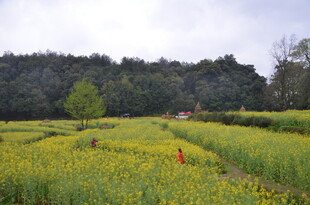 金黄花田中的红衣身影