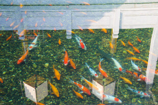 池塘中游动的多彩锦鲤鱼