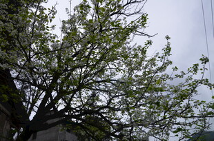 枝头新绿 春日生机初显