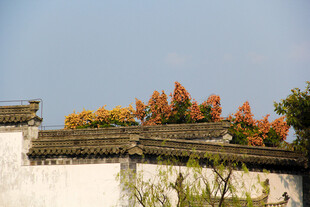 中式墙头秋景