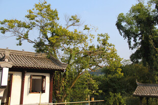 中式小屋隐于绿树间