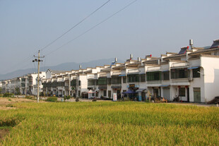 乡村田野旁的整齐民居