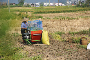 稻田中操作农机的劳动者