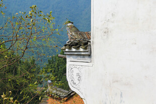 墙头小鸟 自然静谧之景