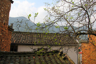 古宅屋顶绿意与远山景致