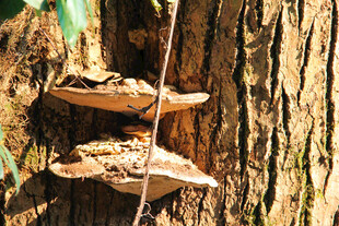 树干上生长的两朵蘑菇