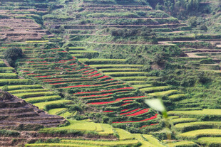 梯田美景 多彩田园风光
