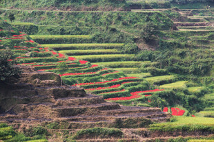 梯田风光 绿意中点缀红物