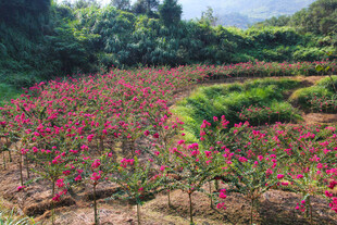 繁花似锦的美丽花田