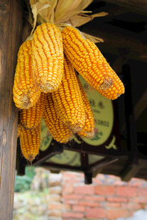 悬挂的金黄玉米串