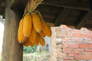 屋檐下悬挂的金黄玉米