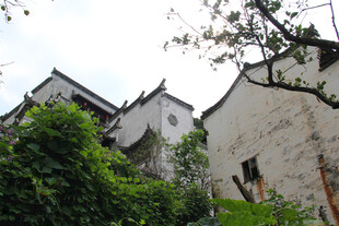 白墙黛瓦古民居隐于绿意