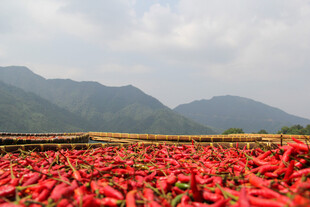 火红辣椒田 山间壮丽风光