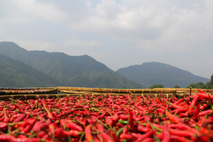火红辣椒田 山间田园景
