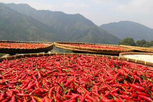 山间红辣椒晾晒美景